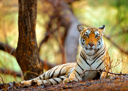 traveldilse-Rajasthan Tiger Trails